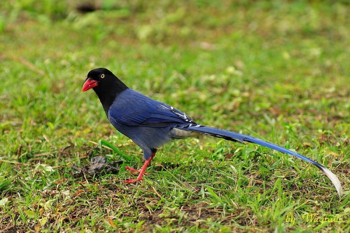 Tolstoklyuvaya azure magpie