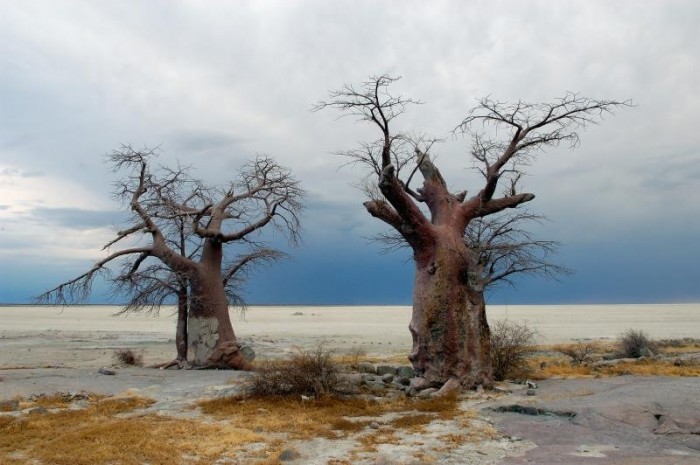 Cuba is a desert island of stones and baobabs