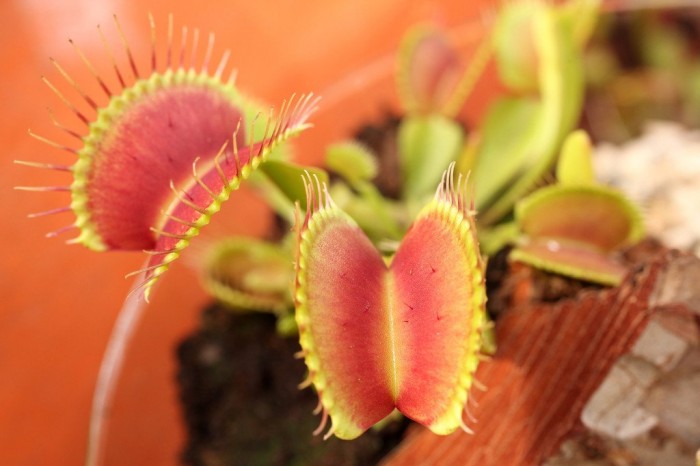 Exhibition of carnivorous plants in Berlin