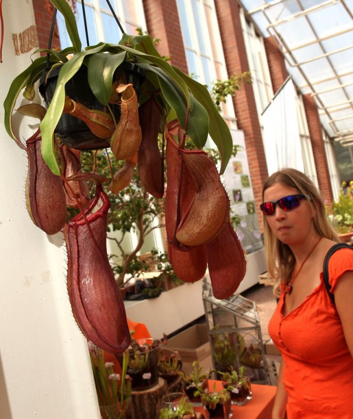 Выставка плотоядных растений в Берлине