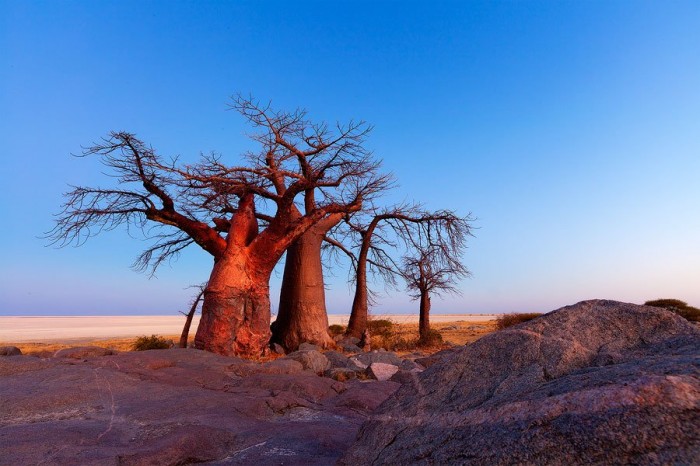 Cuba is a desert island of stones and baobabs