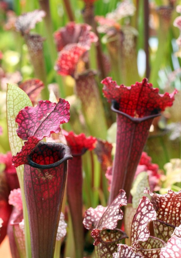 Exhibition of carnivorous plants in Berlin