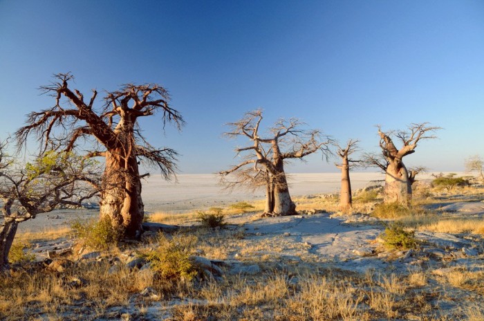 Cuba is a desert island of stones and baobabs