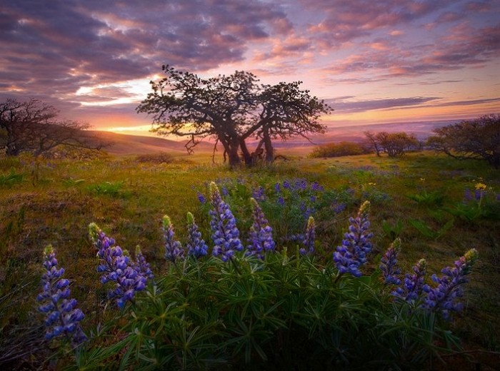 The magic of nature in the photo landscapes of Mark Adamus (Marc Adamus)