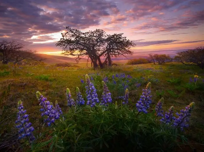 Магия природы в фотопейзажах Марка Адамуса (Marc Adamus)