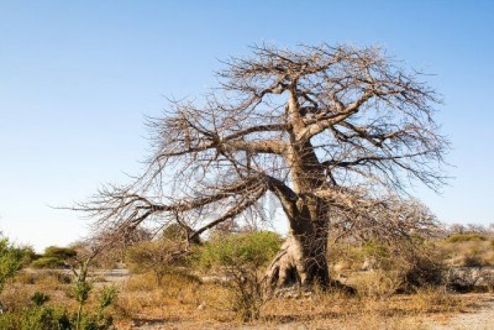 Cuba is a desert island of stones and baobabs