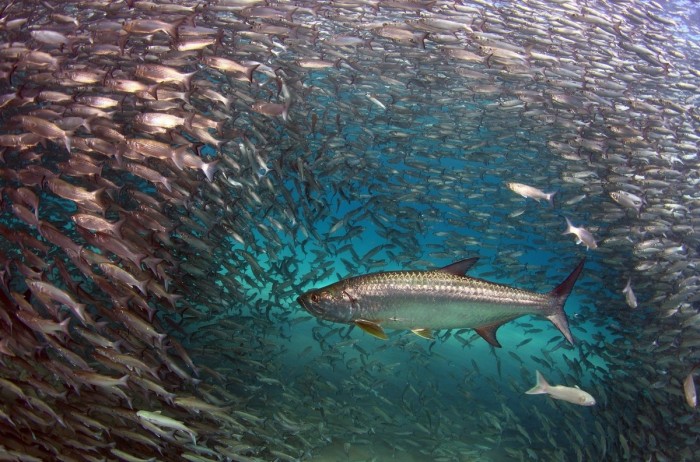 All the winners and the best works of the photo contest