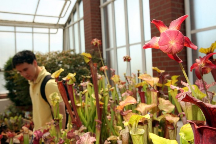 Exhibition of carnivorous plants in Berlin