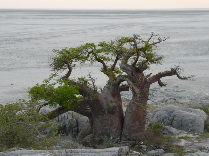 Cuba is a desert island of stones and baobabs