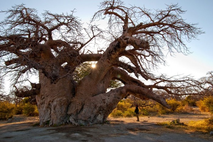 Cuba is a desert island of stones and baobabs