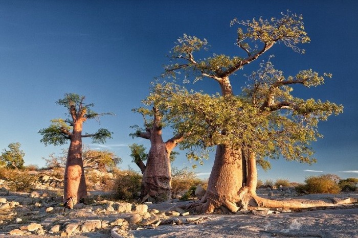 Cuba is a desert island of stones and baobabs