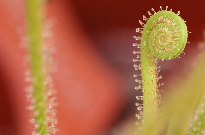 Exhibition of carnivorous plants in Berlin