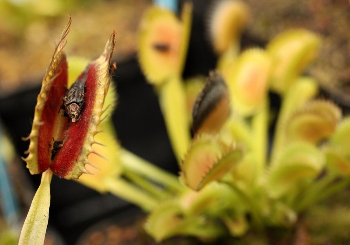 Exhibition of carnivorous plants in Berlin