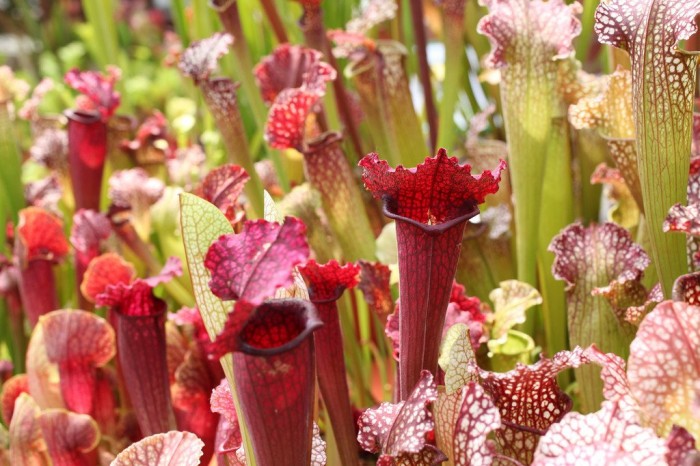 Exhibition of carnivorous plants in Berlin