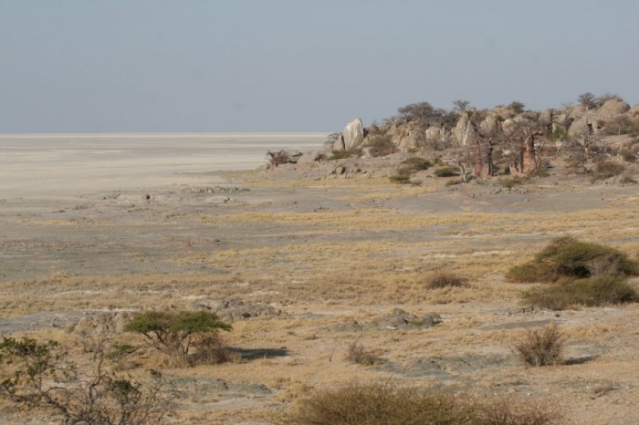 Cuba is a desert island of stones and baobabs