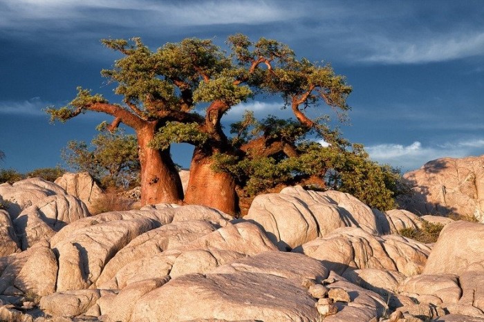 Cuba is a desert island of stones and baobabs