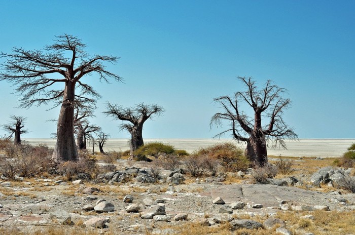 Cuba is a desert island of stones and baobabs