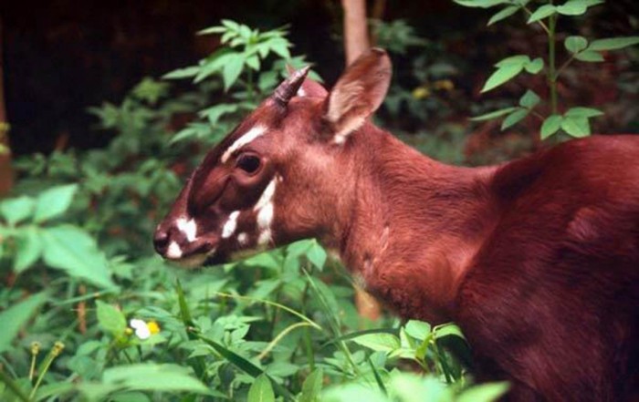 Cute new species of animals