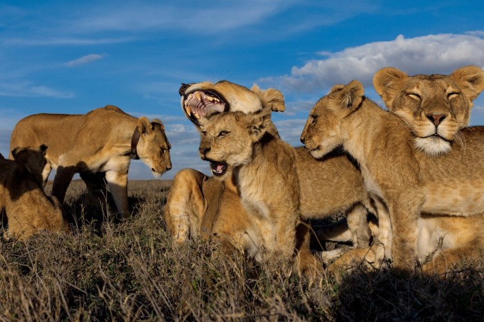 Lions of the Serengeti