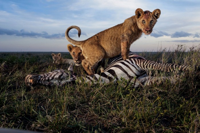 Lions of the Serengeti