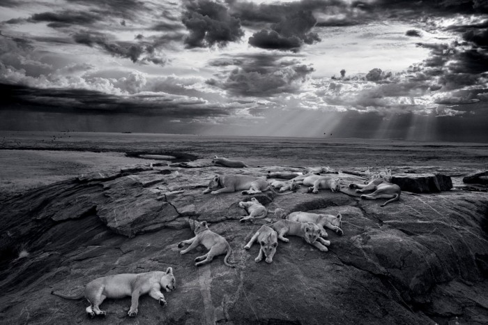 Lions of the Serengeti