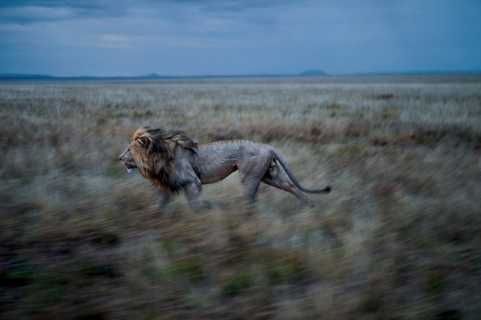 Lions of the Serengeti