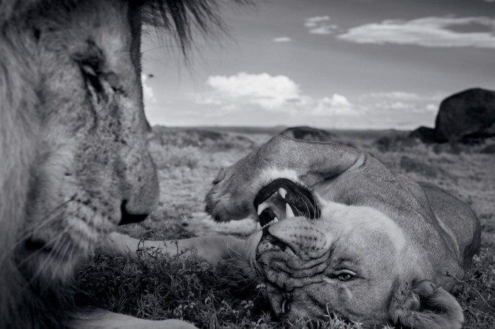 Lions of the Serengeti