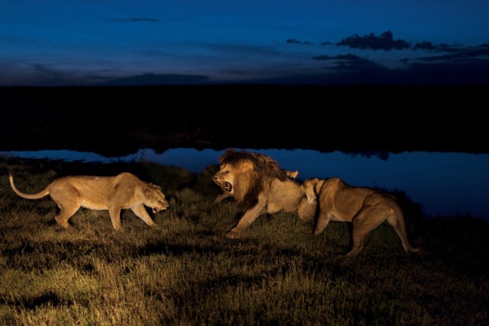 Lions of the Serengeti