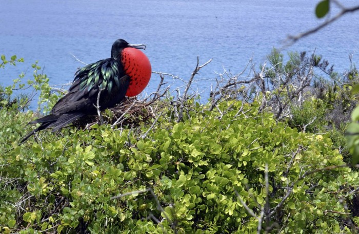 Journey to the Galapagos Islands