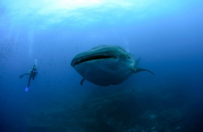 Journey to the Galapagos Islands