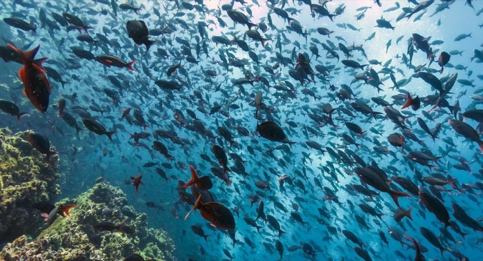 Journey to the Galapagos Islands