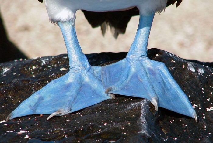 Journey to the Galapagos Islands