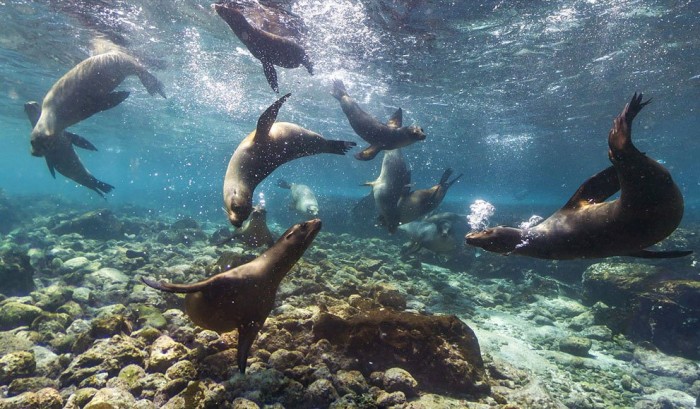 Journey to the Galapagos Islands