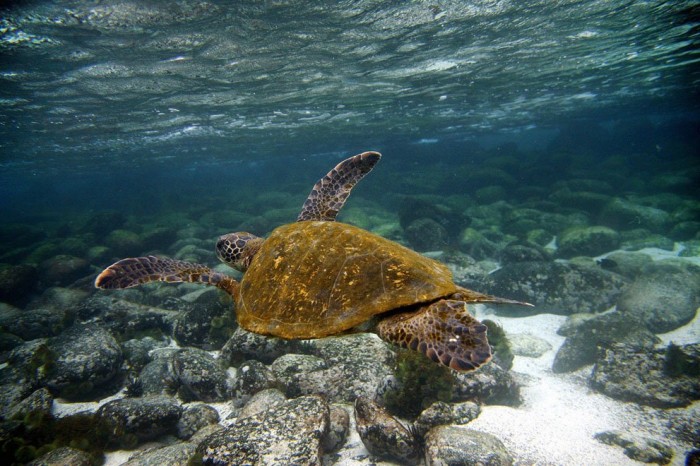 Journey to the Galapagos Islands