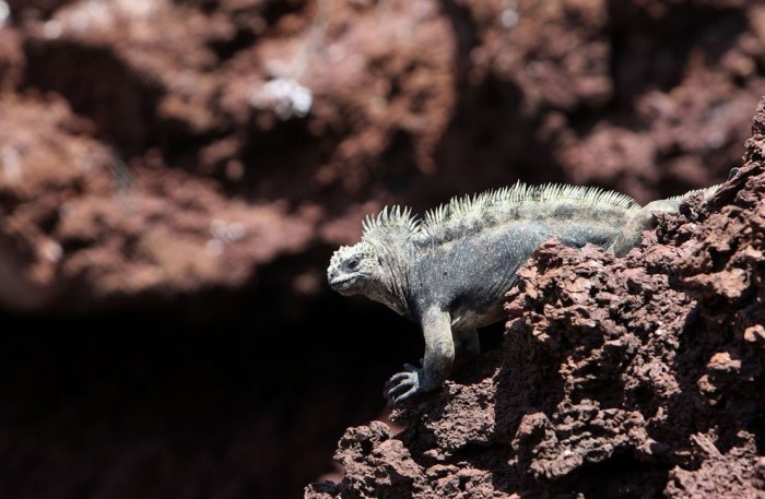 Journey to the Galapagos Islands