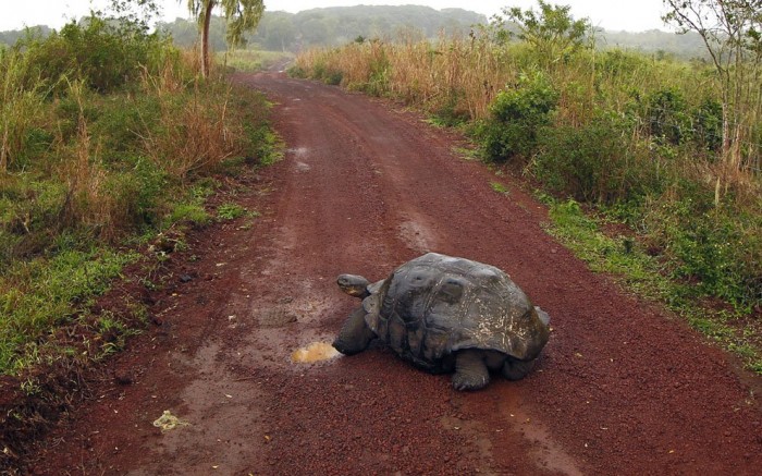 Journey to the Galapagos Islands