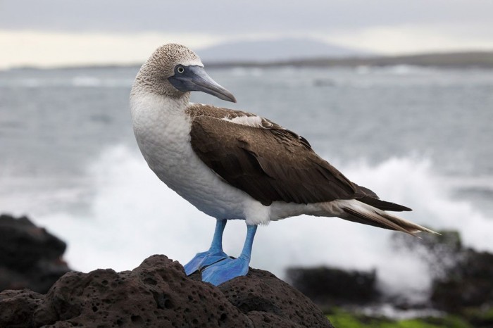 Journey to the Galapagos Islands