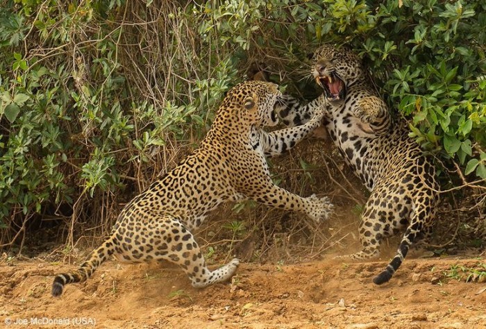 Все победители фотоконкурса «Wildlife Photographer of the Year 2013»