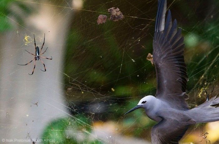 Всі переможці фотоконкурсу & laquo; Wildlife Photographer of the Year 2013 & raquo;