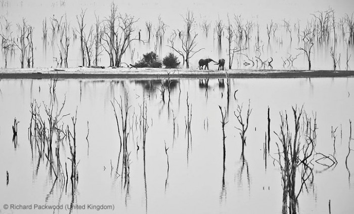 Все победители фотоконкурса «Wildlife Photographer of the Year 2013»