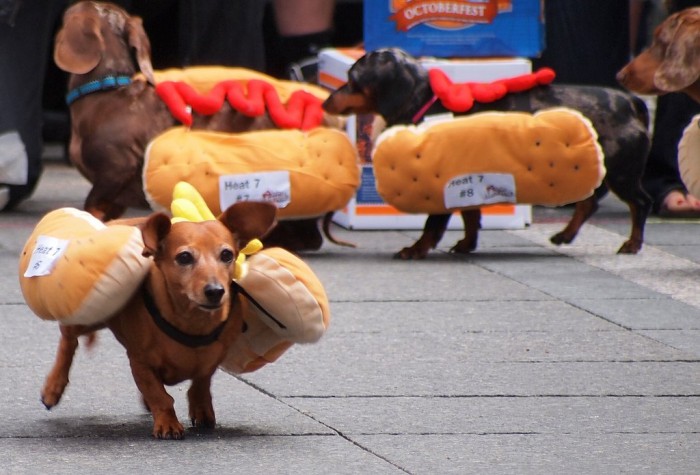 Dog race of hot dogs in Cincinnati