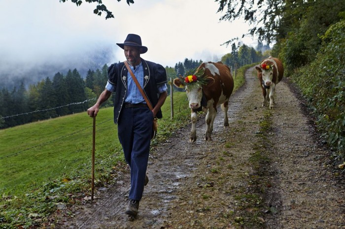 One season with Swiss cheesemakers