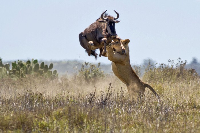 Animals in the news: championship in high-jump and lesser white-fronted paragliders