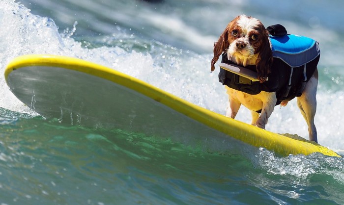 В Калифорнии прошел чемпионат по серфингу среди собак «Surf City Surf Dog competition 2013»