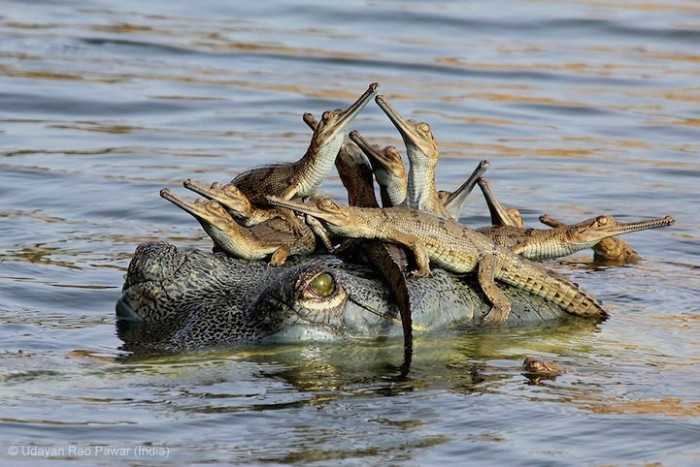 Все победители фотоконкурса «Wildlife Photographer of the Year 2013»