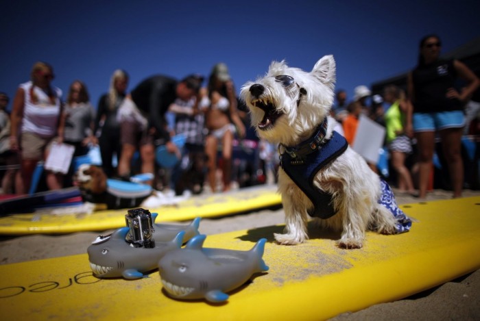 В Калифорнии прошел чемпионат по серфингу среди собак «Surf City Surf Dog competition 2013»