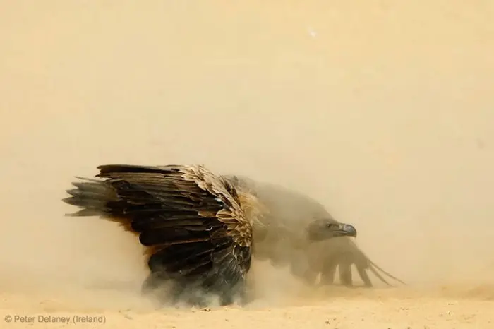 Все победители фотоконкурса «Wildlife Photographer of the Year 2013»