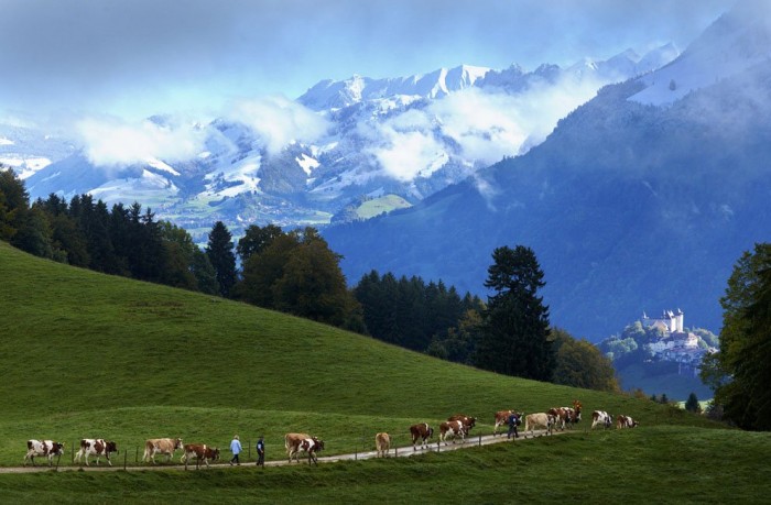 One season with Swiss cheesemakers