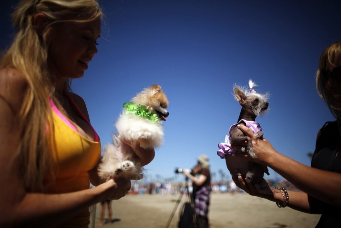 В Калифорнии прошел чемпионат по серфингу среди собак «Surf City Surf Dog competition 2013»