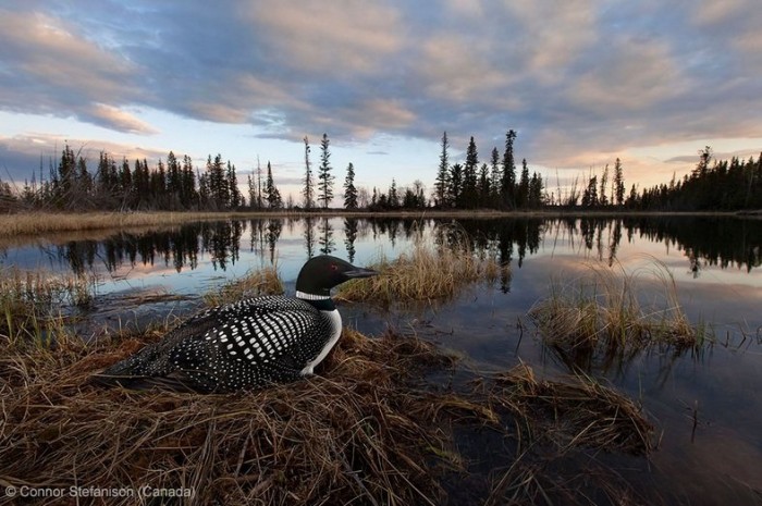 Все победители фотоконкурса «Wildlife Photographer of the Year 2013»